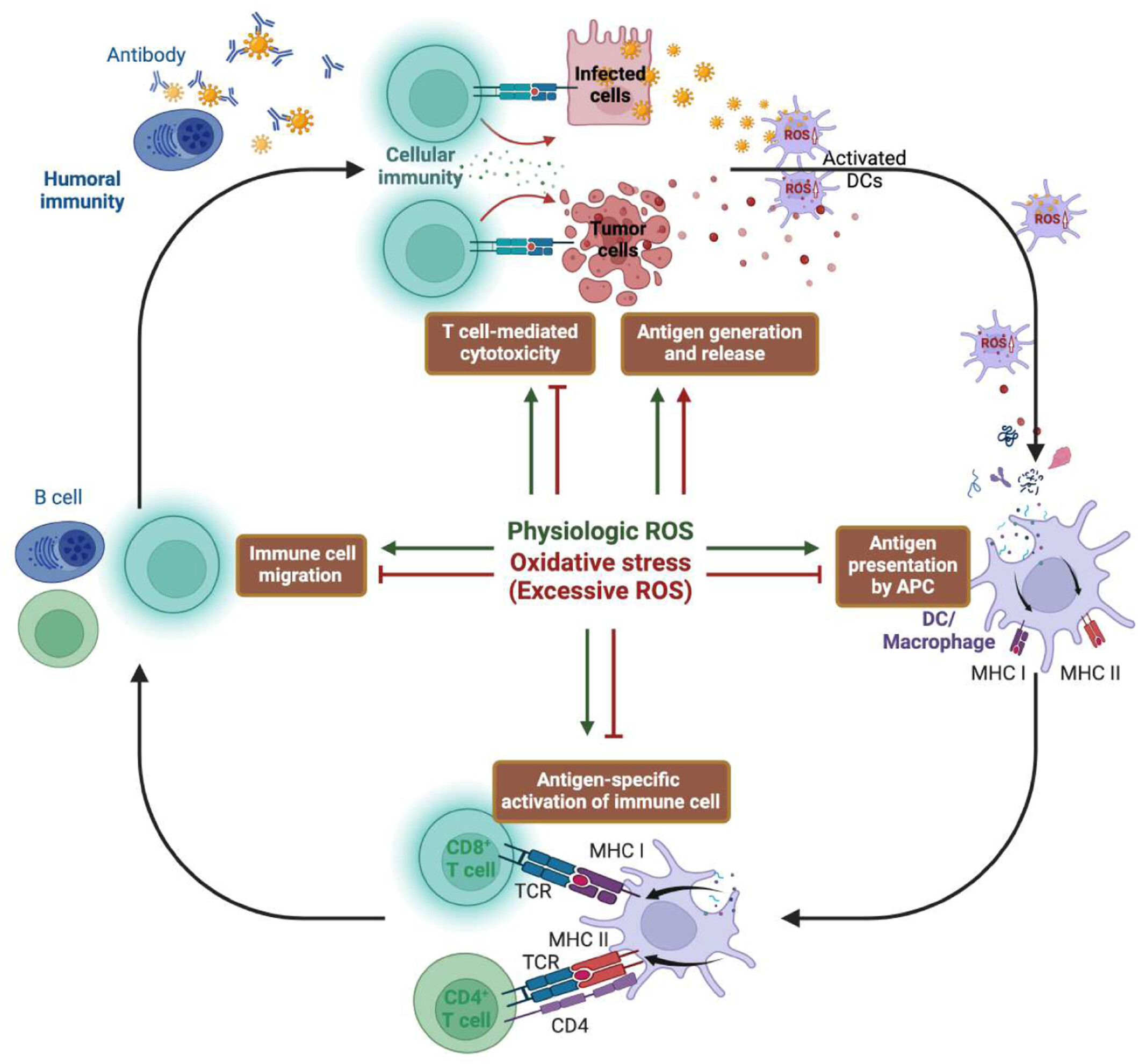 Oxidative Stress in Antigen Processing and Presentation