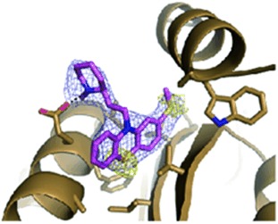 Structural Analysis of Phenothiazine Derivatives as Allosteric Inhibitors of the MALT1 Paracaspase
