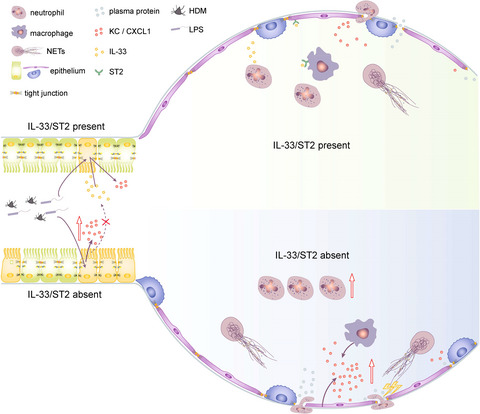 IL-33/ST2 axis deficiency exacerbates neutrophil-dominant allergic airway inflammation
