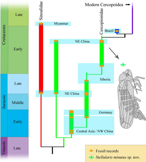 Taxonomic review and phylogenetic inference elucidate the evolutionary history of Mesozoic Procercopidae, with new data from the Cretaceous Jehol Biota of NE China (Hemiptera, Cicadomorpha)