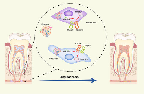 SHED aggregate exosomes shuttled miR-26a promote angiogenesis in pulp regeneration via TGF-β/SMAD2/3 signalling