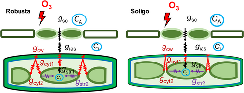Details are in the caption following the image Details are in the caption following the image