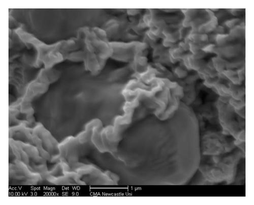 Details are in the caption following the image