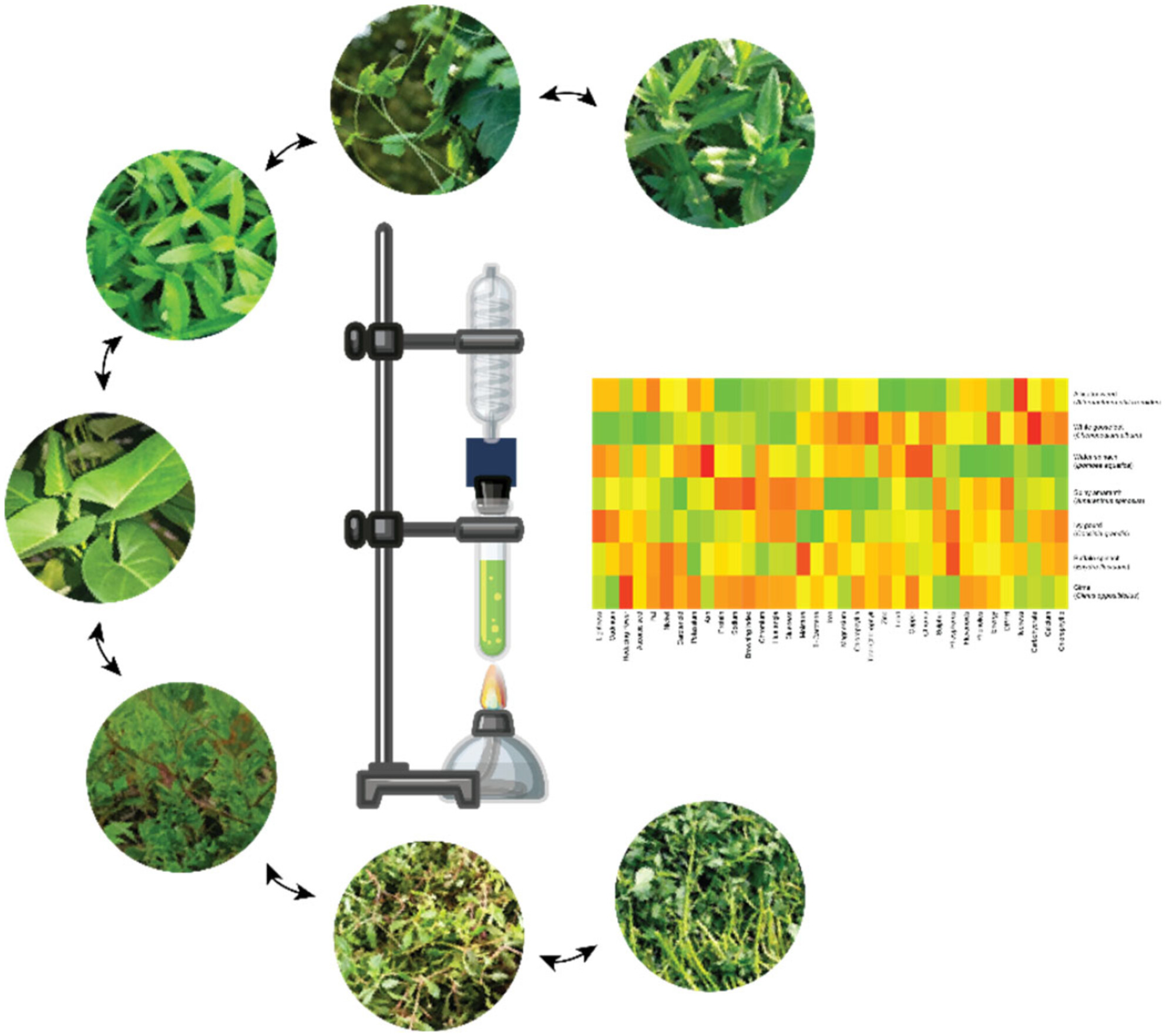 Nutritional Composition, Mineral Profile, Bioactive Phytochemicals, and Antioxidant Activities of Selected Edible Weeds: A Comprehensive Analysis