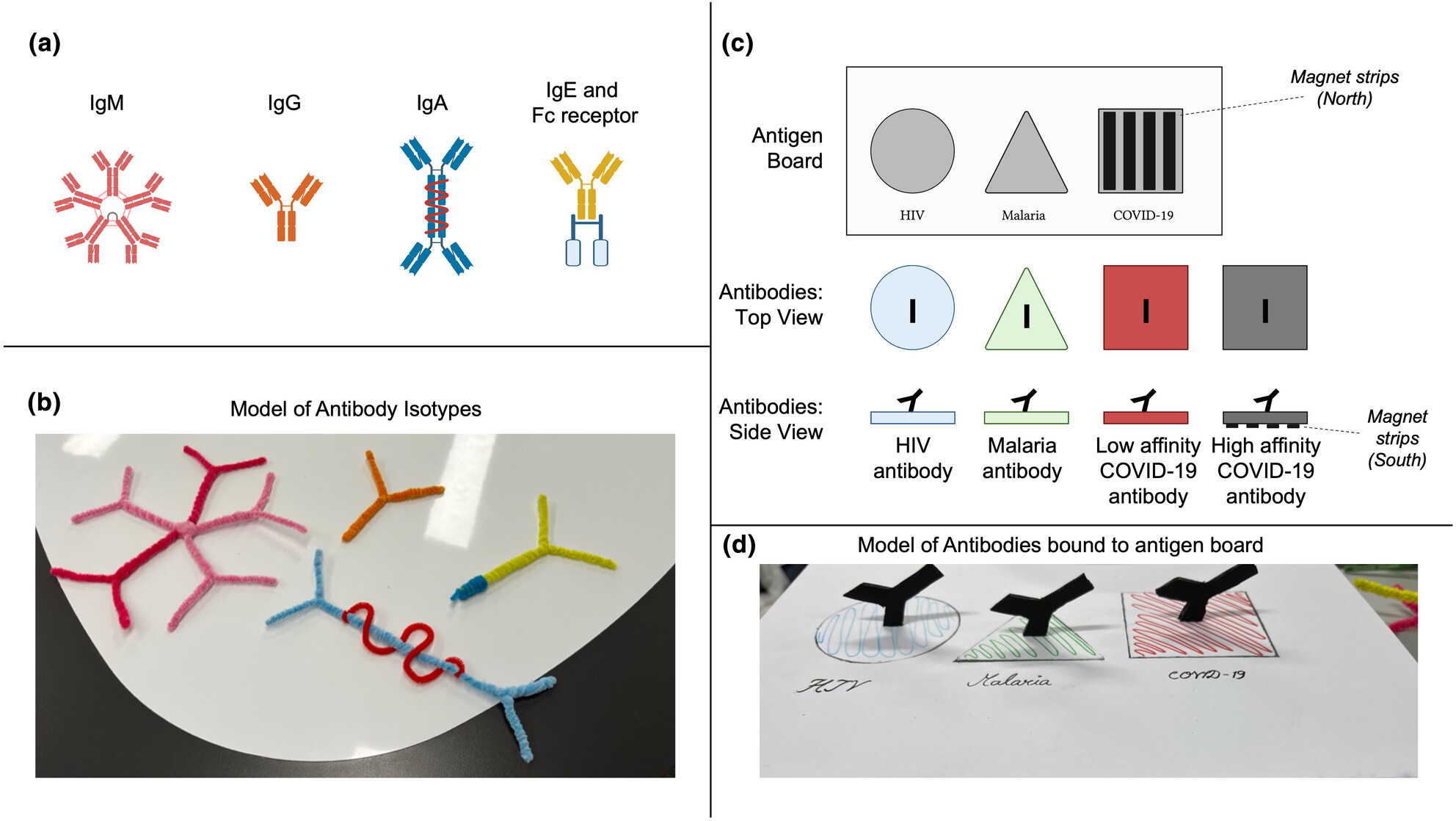 A Touch of Immunology: improving accessibility to the science of antibodies for people with blindness, low vision and diverse needs