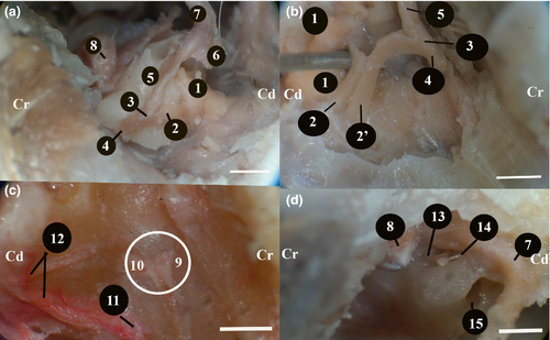 Details are in the caption following the image Details are in the caption following the image