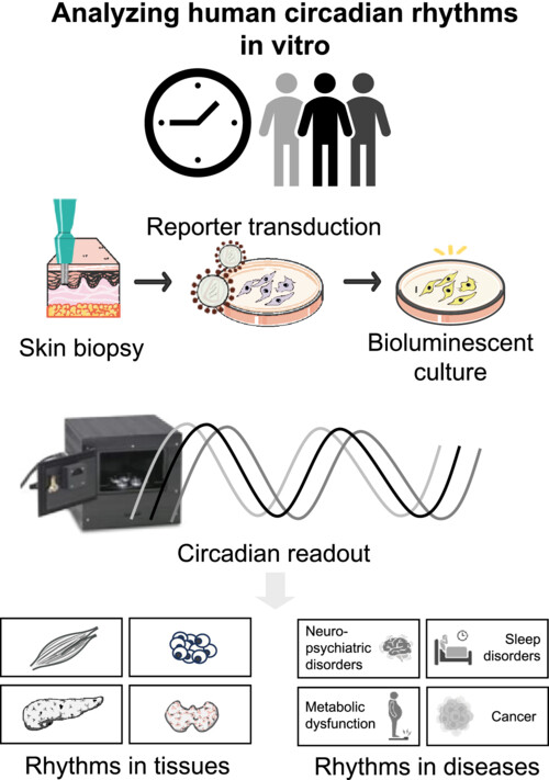 Human primary cells can tell body time: Dedicated to Steven A. Brown