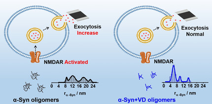 Vitamin D Inhibits the Early Aggregation of α-Synuclein and Modulates Exocytosis Revealed by Electrochemical Measurements