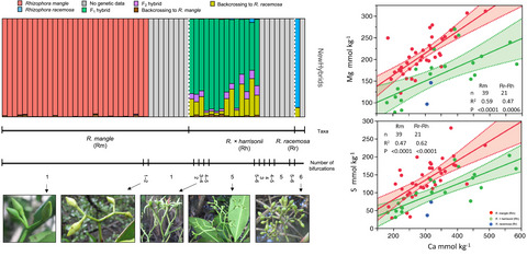 Rhizophora zonation, salinity, and nutrients in the western atlantic