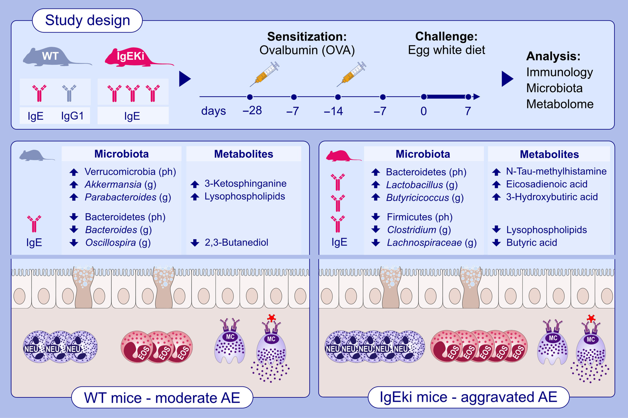 The impact of high-IgE levels on metabolome and microbiome in experimental allergic enteritis