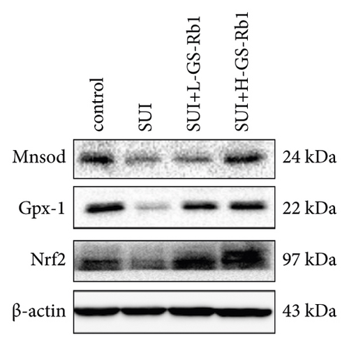 Details are in the caption following the image Details are in the caption following the image