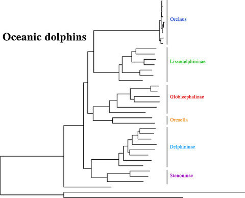 New insights into the phylogenetic relationships among the oceanic dolphins (Cetacea: Delphinidae)