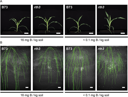 Details are in the caption following the image Details are in the caption following the image