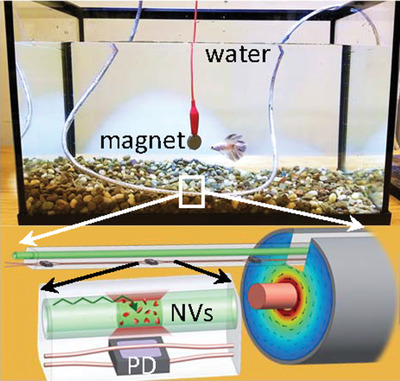 Distributed Quantum Fiber Magnetometry