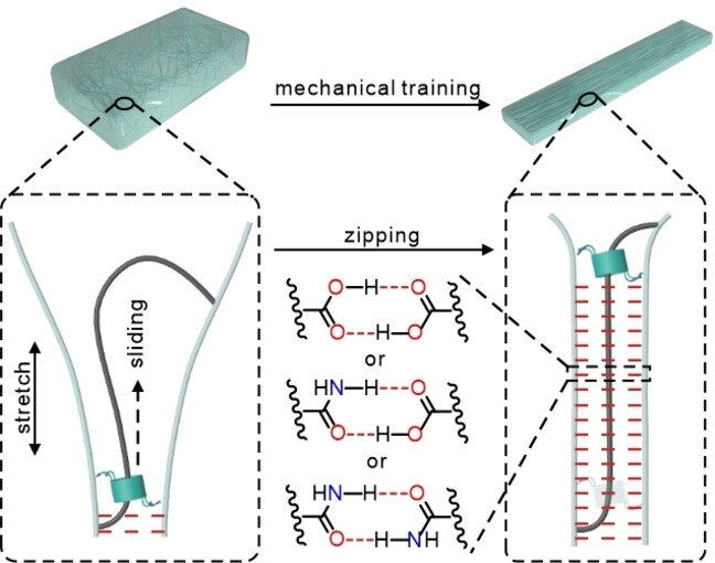 Mechanical Training Enabled Reinforcement of Polyrotaxane-Containing Hydrogel