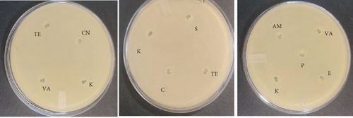 Details are in the caption following the image Details are in the caption following the image