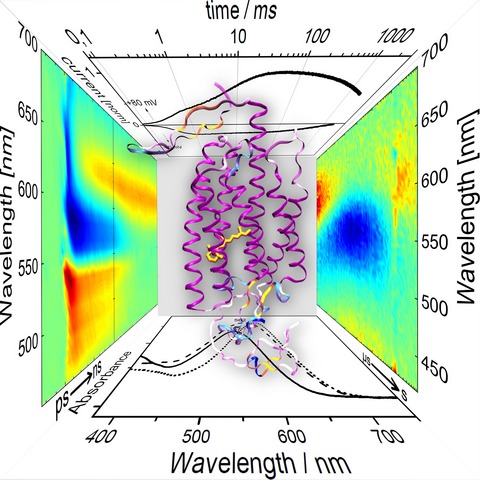 Photochemical Properties of the Red-shifted Channelrhodopsin Chrimson