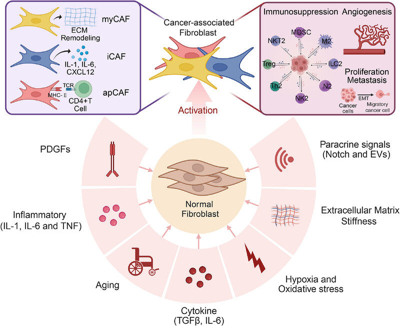 Cancer-Associated Fibroblasts: Heterogeneity, Cancer Pathogenesis, and Therapeutic Targets