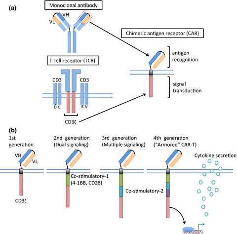 Clinical development of anti-CD19 chimeric antigen receptor T-cell therapy for B-cell non-Hodgkin lymphoma