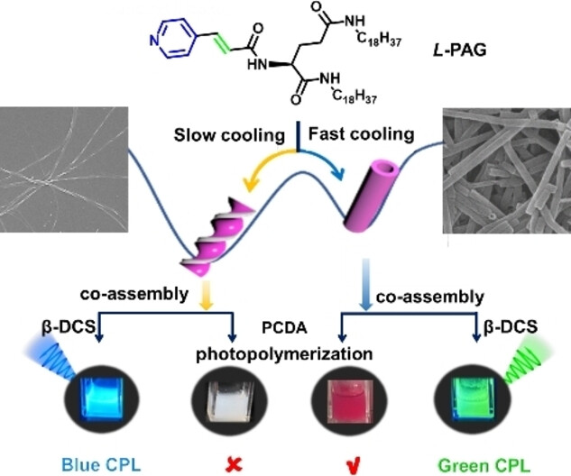 Pathway-Dependent Self-Assembly for Control over Helical Nanostructures and Topochemical Photopolymerization