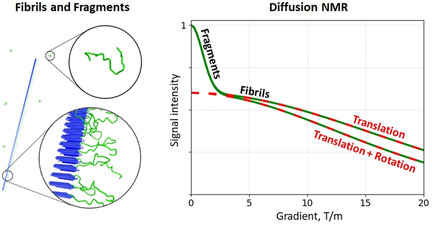 The Role of Rotational Motion in Diffusion NMR Experiments on Supramolecular Assemblies: Application to Sup35NM Fibrils