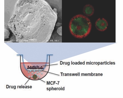 Inhibition of 3-D Tumor Spheroids by Timed-Released Hydrophilic and Hydrophobic Drugs from Multilayered Polymeric Microparticles
