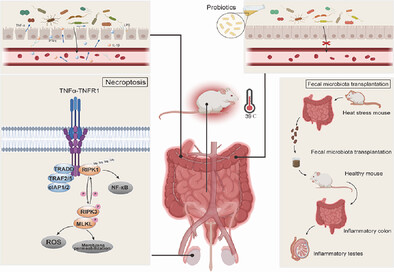 Remodeling of Gut Microbiota by Probiotics Alleviated Heat Stroke-Induced Necroptosis in Male Germ Cells