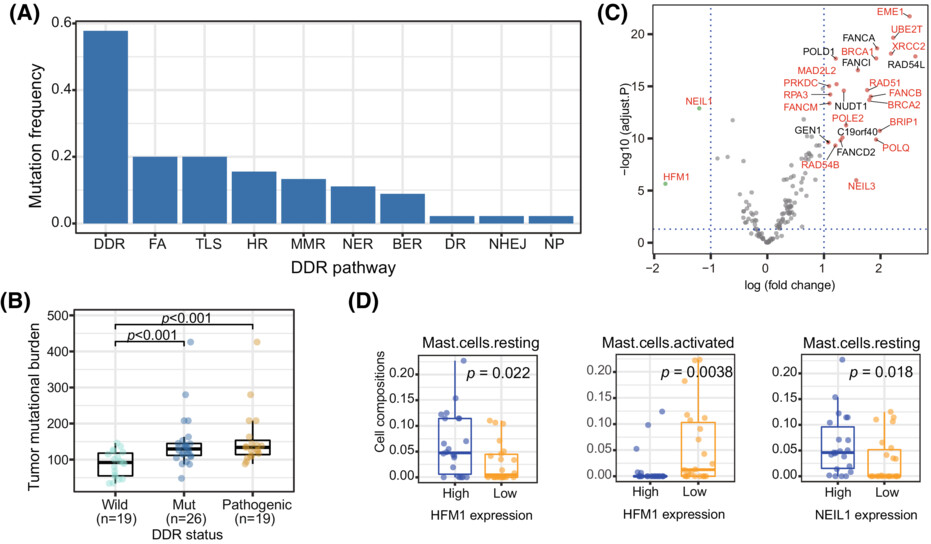 The effects of altered DNA damage repair genes on mutational processes and immune cell infiltration in esophageal squamous cell carcinoma