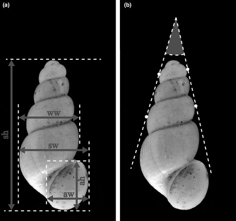 Molecular and morphological divergence in a stygobiont gastropod lineage (Truncatelloidea, Moitessieriidae, Paladilhiopsis) within an isolated karstic area in the Mecsek Mountains (Hungary)