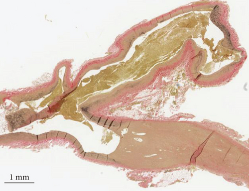 Details are in the caption following the image Details are in the caption following the image