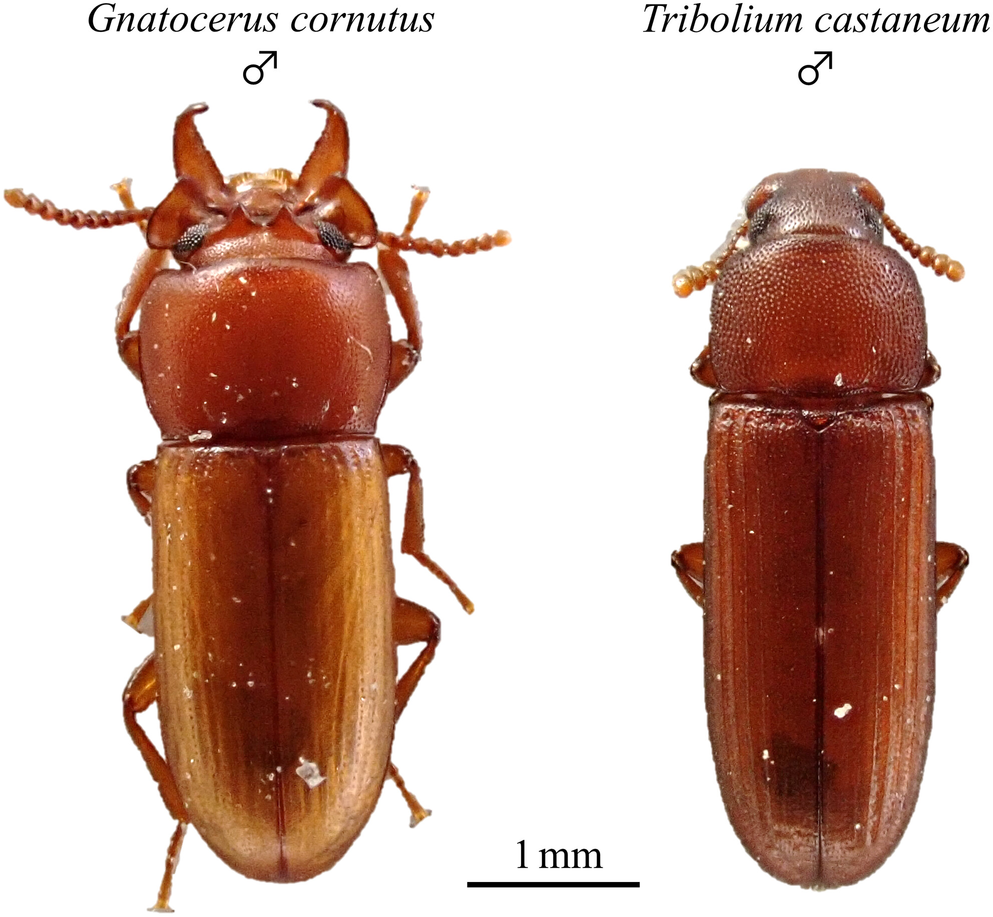 Heterospecific interaction in two beetle species: Males with weapons decrease the reproductive success of species with weaponless males