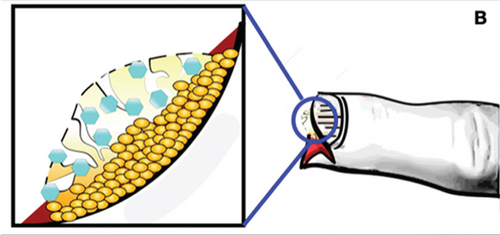 Details are in the caption following the image Details are in the caption following the image
