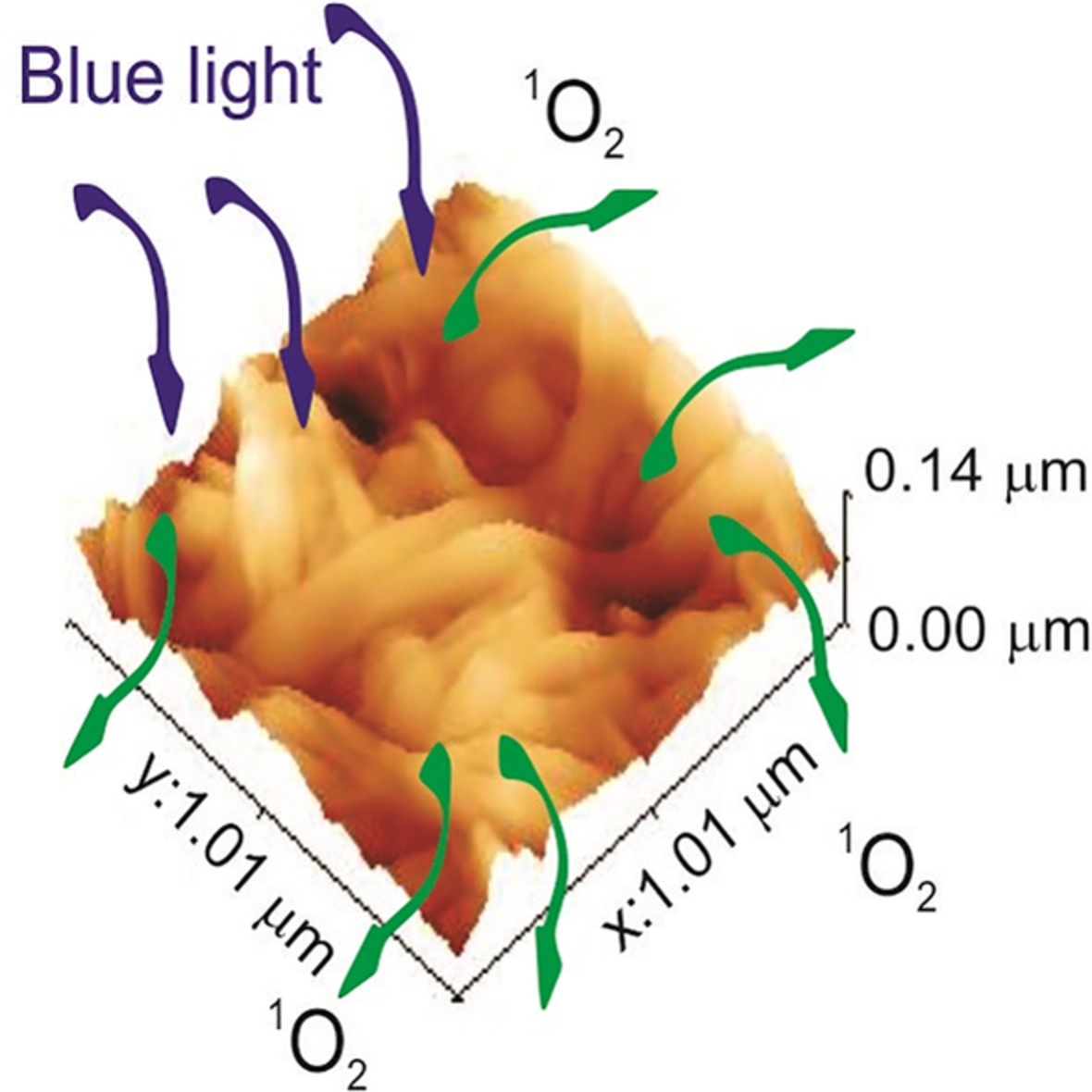 Photoactive graphene quantum dots/bacterial cellulose hydrogels: Structural, mechanical, and pro-oxidant study