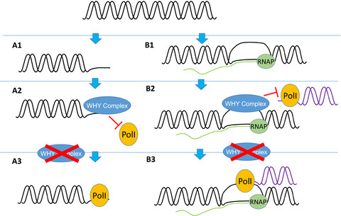 WHIRLY protein functions in plants