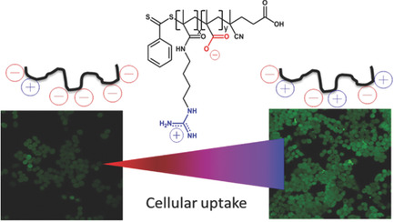 Direct Correlation Between Zeta Potential and Cellular Uptake of Poly(methacrylic acid) Post-Modified with Guanidinium Functionalities