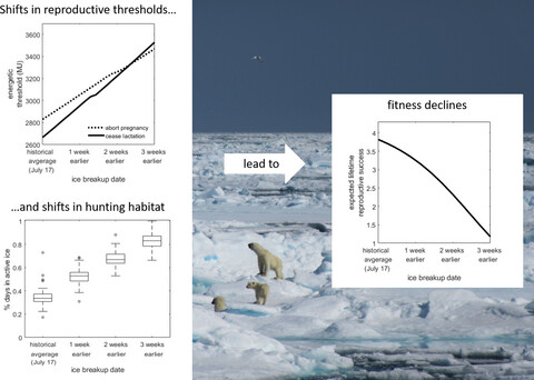 Modeling optimal responses and fitness consequences in a changing Arctic