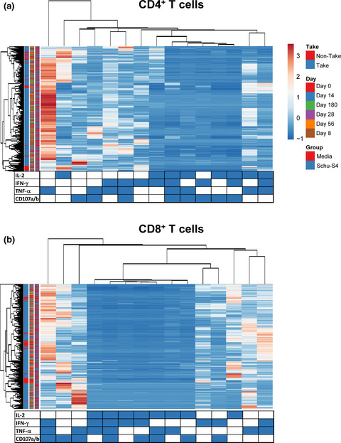 Vaccine-related major cutaneous reaction size correlates with cellular-mediated immune responses after tularaemia immunisation