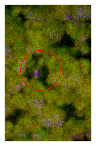 Details are in the caption following the image