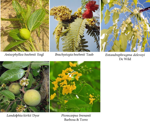 Details are in the caption following the image Details are in the caption following the image