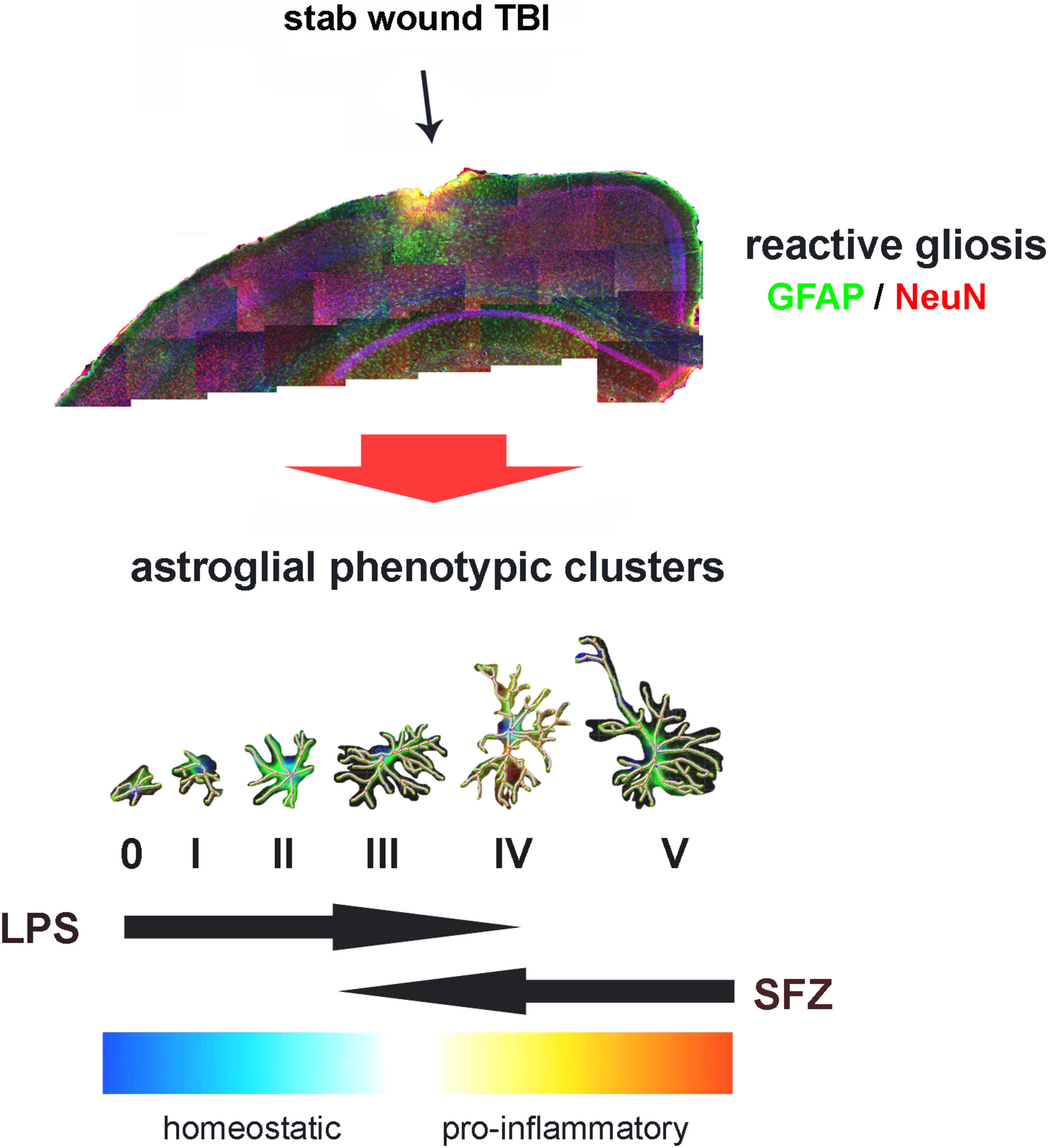 Progression of reactive gliosis and astroglial phenotypic changes following stab wound-induced traumatic brain injury in mice