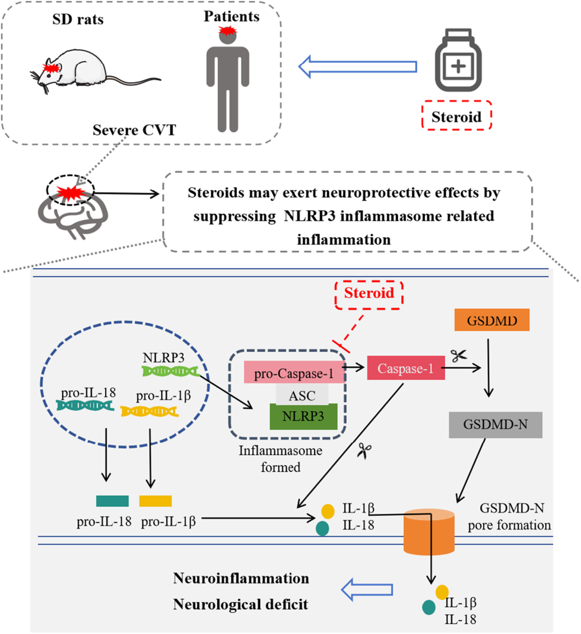Steroids' Neuroprotective Potential in Severe Cerebral Venous Thrombosis: Experimental and Clinical Exploration of NLRP3 Inflammasome Inhibition