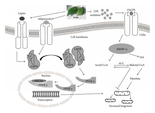 Details are in the caption following the image Details are in the caption following the image
