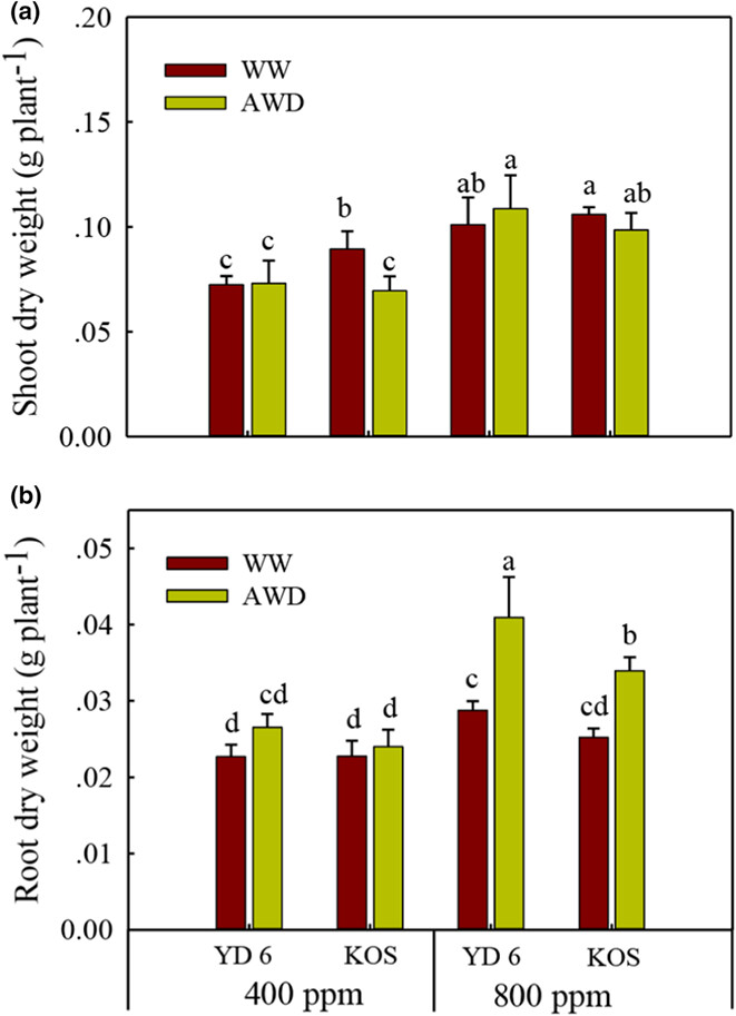 Elevated CO2 enhances rice root growth under alternate wetting and drying irrigation by involving ABA response: Evidence from the seedling stage