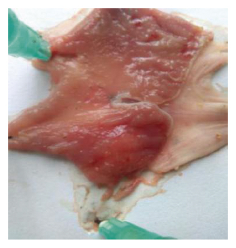 Details are in the caption following the image Details are in the caption following the image