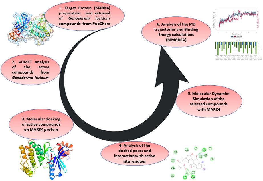 Identification of potential neuroprotective compound from Ganoderma lucidum extract targeting microtubule affinity regulation kinase 4 involved in Alzheimer's disease through molecular dynamics simulation and MMGBSA