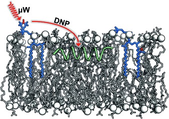 A Method for Dynamic Nuclear Polarization Enhancement of Membrane Proteins