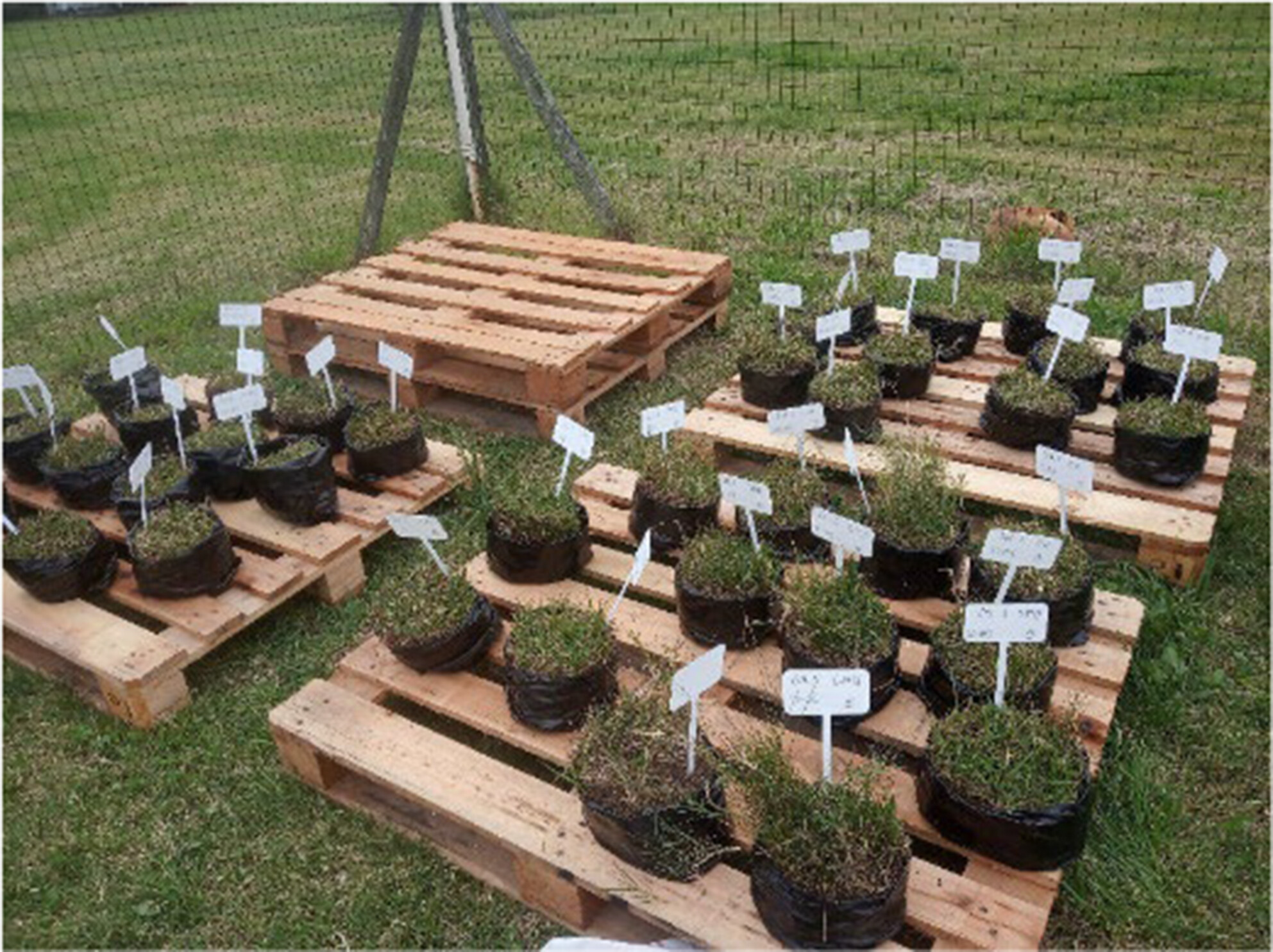Degradation of Arbuscular Mycorrhizal Symbiosis: A Mechanism Underlying Cynodon dactylon Invasion in Grasslands?