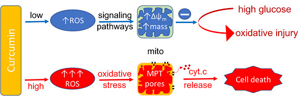 Curcumin induces concentration-dependent alterations in mitochondrial function through ROS in C2C12 mouse myoblasts