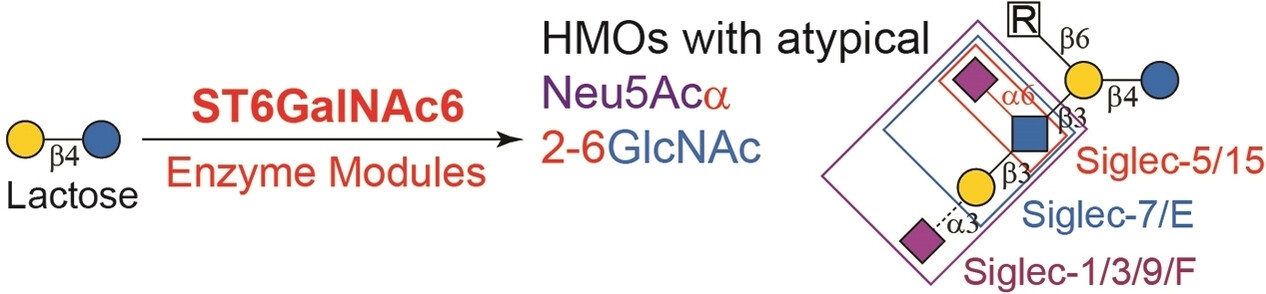 Enzymatic Synthesis of Disialyllacto-N-Tetraose (DSLNT) and Related Human Milk Oligosaccharides Reveals Broad Siglec Recognition of the Atypical Neu5Acα2-6GlcNAc Motif