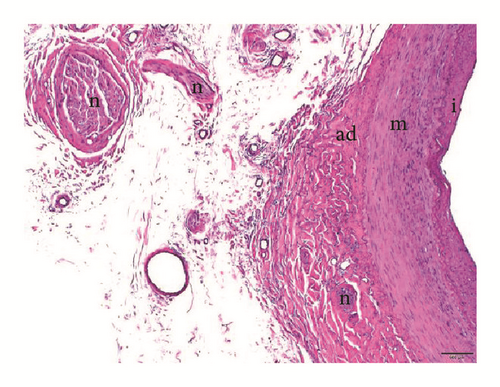 Details are in the caption following the image Details are in the caption following the image